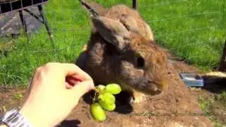 Огромный кролик ест виноград