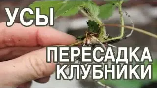 Когда пересаживать и обрезать усы у  куста клубники весной, летом, осенью. Размножение клубники, ус