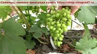 Оплодотворение винограда- Подарок несветая. На 28 июня. Пузенко Наталья Лариасовна