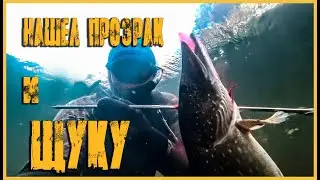 НАШЕЛ ПРОЗРАК И ЩУКУ | ОХОТА В СЕНТЯБРЕ | ПОДВОДНАЯ ОХОТА 2021