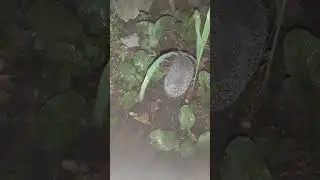 Здраствуй Ёжик 🦔 #животные #ежик
