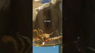 Clearing Scorpions from a Gold Mining Campground
