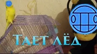 Попугай танцует под Грибы-ТАЕТ ЛЁД! 