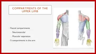 An Introduction to Upper Limb Compartments In Less Than 2 Minutes