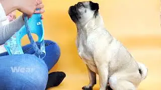 how to wear an adjustable h harness for your dog