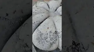 тыквы из бетона