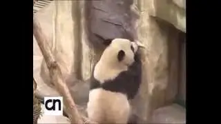 China to release two more Pandas into wild to diversify