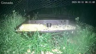 March 30-31, 2025 Ground Feeder Highlights