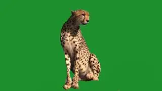 Tiger Background Green Screen 2022