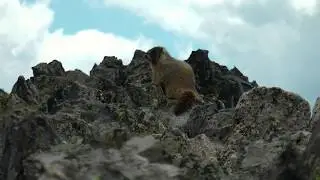 Marmot Enjoying The View