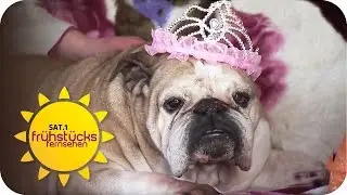 Deutschlands FAULSTER Hund: Cheyenne sucht ein Zuhause | SAT.1 Frühstücksfernsehen | TV