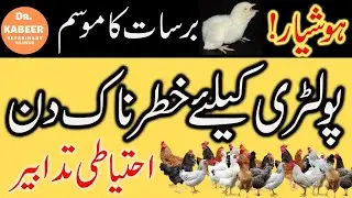 Common Poultry Diseases and Mistakes in Barsaat Season South Asia | Poultry Farming in Pakistan