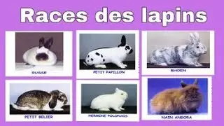 ELEVAGE DE LAPIN: Voici les meilleures races à élever au monde Cuniculture