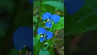 আমার ফোনে করা প্রাকৃতিক সৌন্দর্য এর ভিডিও #RA_Rashid_Unlimited #রশিদ_টেলিকম