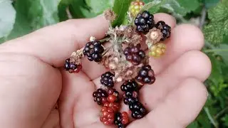 Blackberry Harvest | Blackberry Timelapse