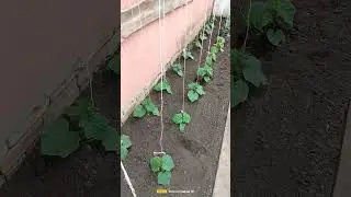 Майский снег.