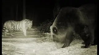 Brown bear scratched by amur tiger in Northeast Tiger Leopard National Park of China