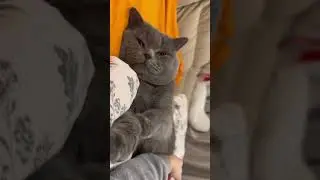 Спать хорошо Кошек #животные #shortsvideo