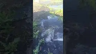 видиш суслика?