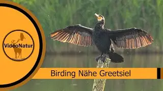Birding & Viecher Ostfriesland | 