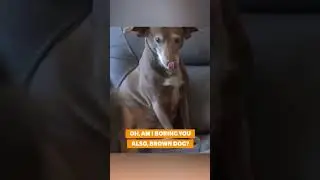 This Dog Isn't Sure What to Think of Chiropractic! 😂🤣🐶