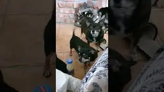 собака-говоряка- сгушенку хотяка-лапками открыть не умевака. Ричи. Рич