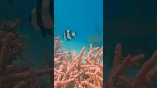 Electric coral reefs