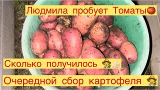 СКОЛЬКО КАРТОШКИ ВЫКОПАЛА С 5 КУСТОВ👩‍🌾😉👍🏻ЛЮДМИЛА ПРОБУЕТ ТОМАТЫ🍅👩‍🌾
