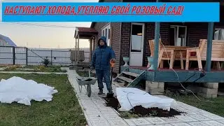 Крот атакует участок, укрываю розы перед морозами