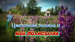 Поляна цветов беспризорных.