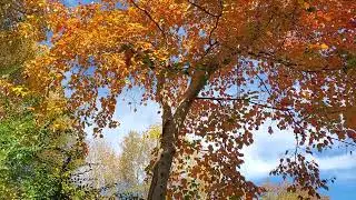 MashAllah fall colors in the backyard