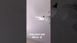 Little Birds with Mirror