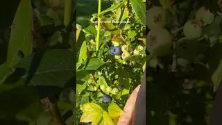 Ягодки на голубике 🫐#голубика #хлороз #прирост #сад #хобби #shorts