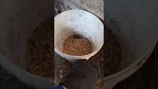 Мыши в сарае