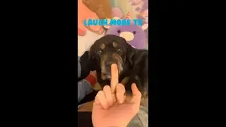 The friends never bear to grow up #8 - Funny dogs - Funny animal - Laugh more TG