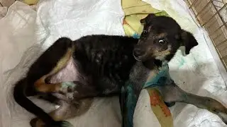 Новые достижения сбитого щенка Вити