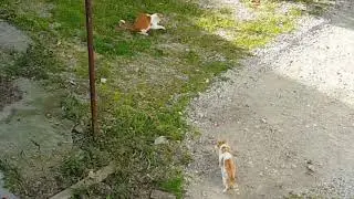 I gatti vanno a caccia!
