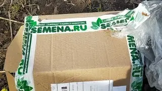 О  Чудо!!!👍 Отличная рассада земляники с сайта SEMENA RU