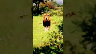 LION WATCH YOU 🔥| ft.LION 