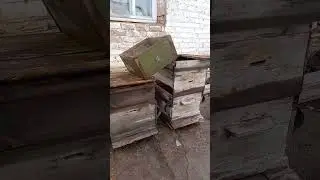 Подписчик подарил 3 улья, буду востанавливать. Подпишись чтобы не пропустить @vadimpoleteli