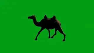 Camel walking green screen video | Copyright Free