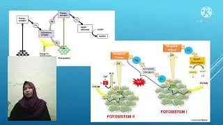 METABOLISME || Anabolisme (Fotosintesis)