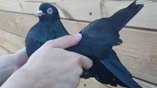 Николаевские голуби.Просто обзор под музыку