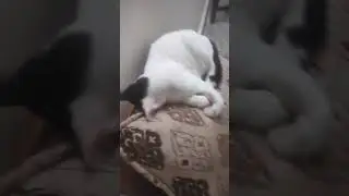 #cats