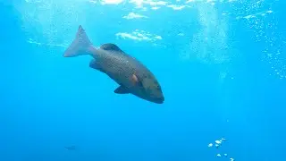 Great Barrier Reef