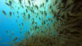 BEAUTY OF UNDERWATER IN MALDIVES