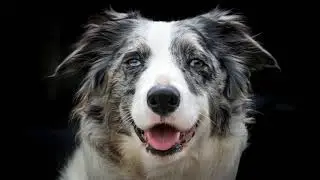 Les plus belles photos de chiens du monde