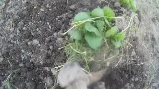 картошка село терново