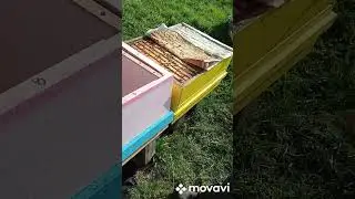 Пасека в ëлках. Кино. Как я за пчëлами ездил.
