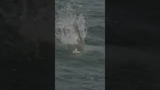 Blitz Moments | Striped Bass Busting Baitfish On The Surface